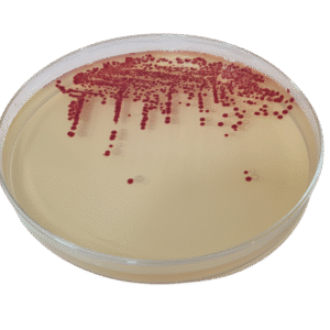 CROMOKIT MAXIM TSA RAPID AGAR CROMOGÉNICO