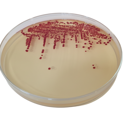 CROMOKIT MAXIM TSA RAPID AGAR CROMOGÉNICO Para detección y recuento de bacterias en sólo 18-48 horas
