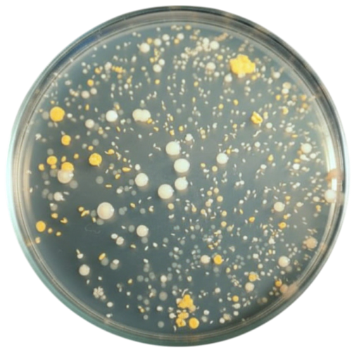 TRYPTIC SOY AGAR (TSA) PHARMACOPEA MEDIO B