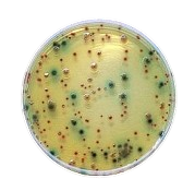 MUGPLUS CROMOKIT® CCA AGAR (BASE)