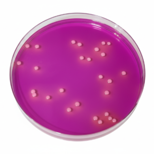 RAPID SABOURAUD RYM AGAR