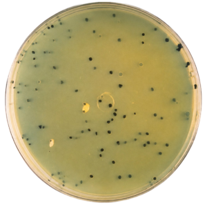 TSC AGAR (BASE) TRIPTONA-SULFITO-CICLOSERINA Y MUP