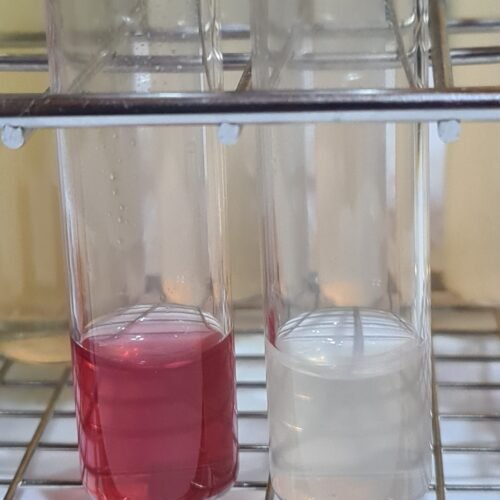 RAN (Reducción Aeróbica de Nitratos) Tubo para la confirmación en sólo 2 horas de colonias de Pseudomonas aeruginosa (copia)