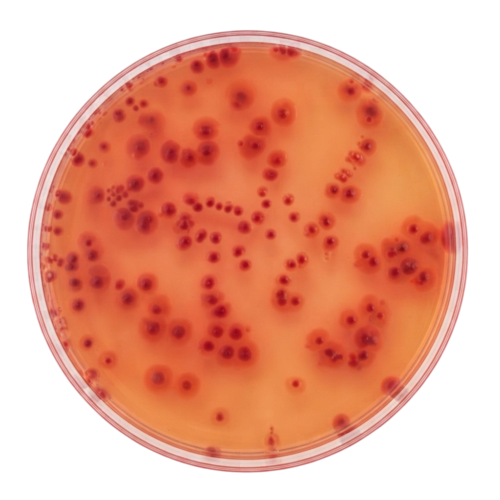 CROMOKIT BURKHOLDERIA AGAR (BASE + frasco MIXCROM) Agar cromogénico para aislamiento selectivo y diferencial de Burkholderia cepacia