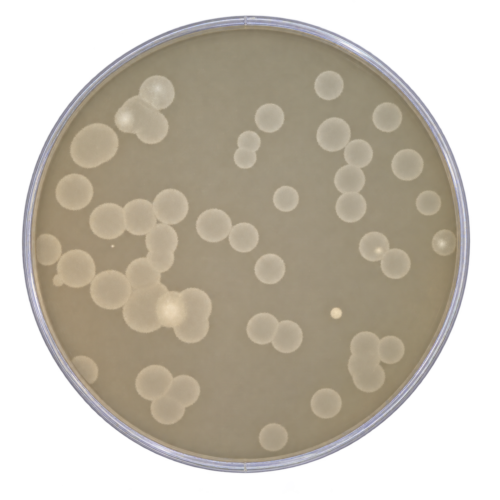 BACTERIÓFAGOS-COLÍFAGOS SOMÁTICOS MEDIOS SCHOLTEN – AGAR, CALDO Y  SEMISÓLIDO. Detección y enumeración de virus colífagos somáticos msegún ISO 10705-2:2001